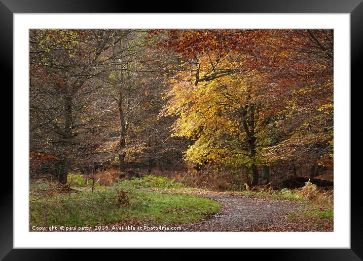                             Epping Forest 1    Framed Mounted Print by paul petty