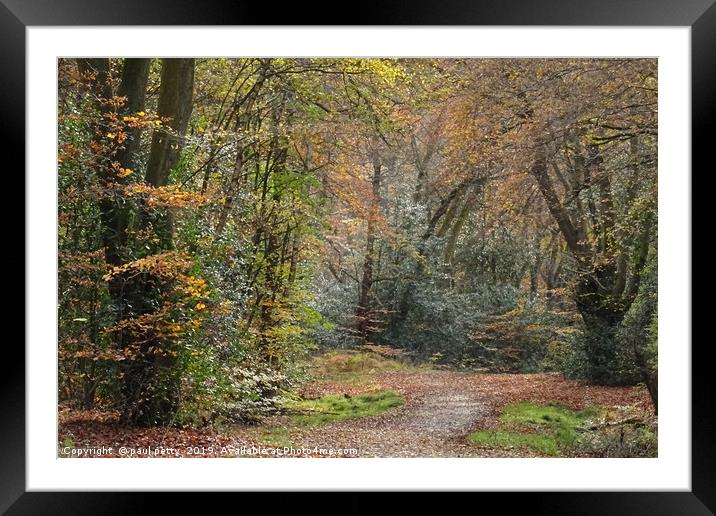                                Epping Forest 2 Framed Mounted Print by paul petty
