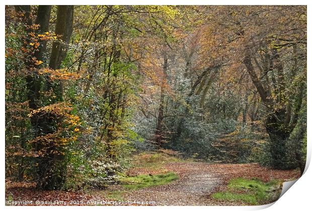                                Epping Forest 2 Print by paul petty
