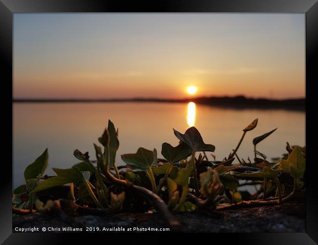 Ivy Sunset Framed Print by Chris Williams