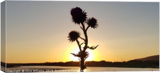 Sunset Thistle Canvas Print by Chris Williams