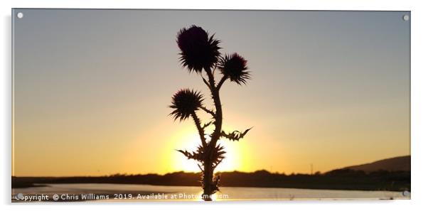 Sunset Thistle Acrylic by Chris Williams
