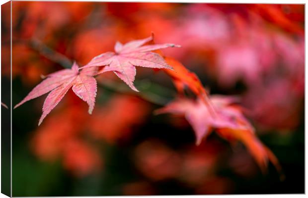 Japanese maple red leafs against a blur background Canvas Print by Ankor Light