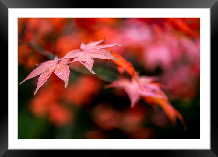 Japanese maple red leafs against a blur background Framed Mounted Print by Ankor Light