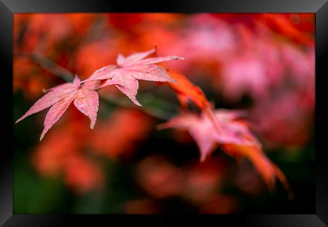 Japanese maple red leafs against a blur background Framed Print by Ankor Light