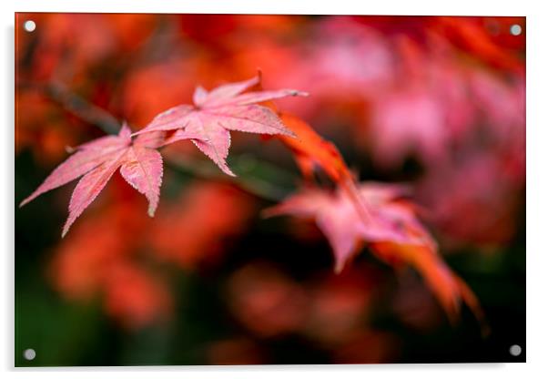 Japanese maple red leafs against a blur background Acrylic by Ankor Light