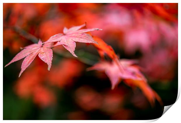 Japanese maple red leafs against a blur background Print by Ankor Light