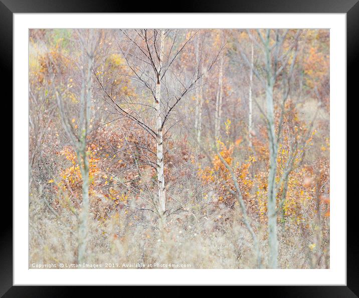 Lady of the woods Framed Mounted Print by Wayne Lytton