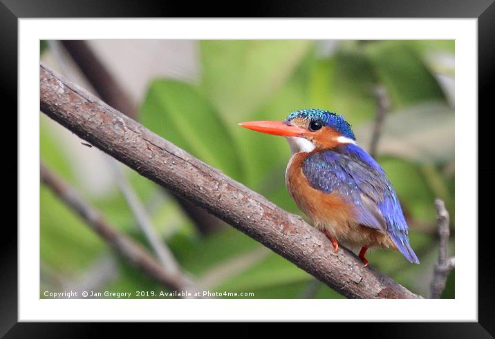 Malachite Kingfisher Framed Mounted Print by Jan Gregory