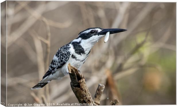 Pied Kingfisher Canvas Print by Jan Gregory