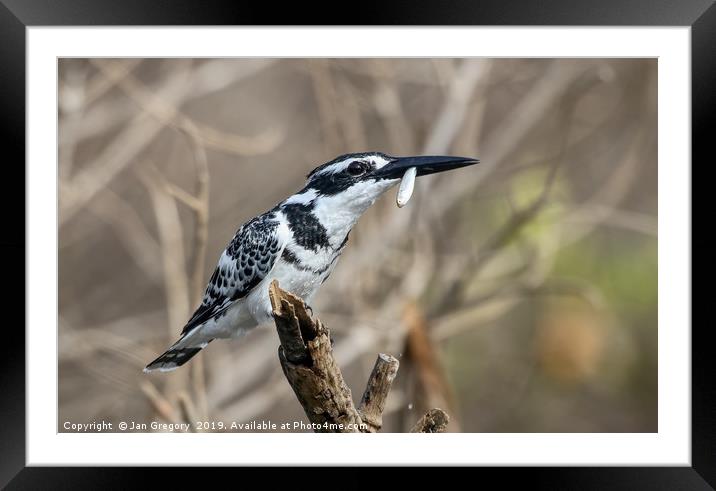 Pied Kingfisher Framed Mounted Print by Jan Gregory