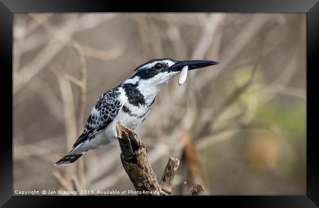 Pied Kingfisher Framed Print by Jan Gregory