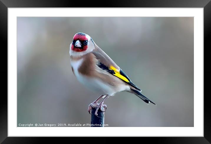 Garden Goldfinch Framed Mounted Print by Jan Gregory