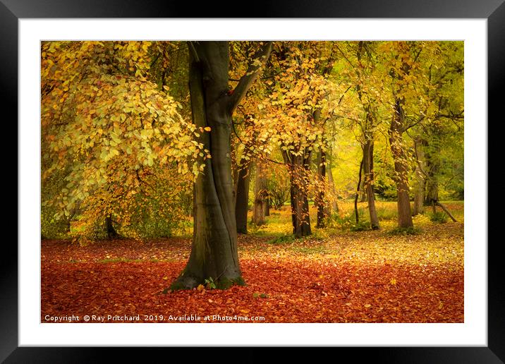 Autumn in the Northeast  Framed Mounted Print by Ray Pritchard
