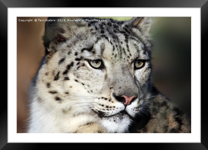 Snow Leopard Uncia Uncia Framed Mounted Print by Terri Waters