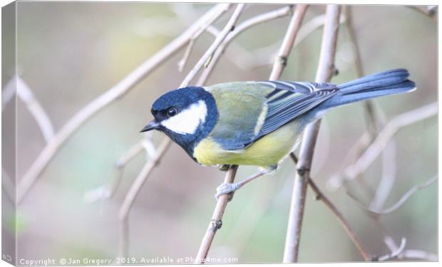 Great Tit Canvas Print by Jan Gregory