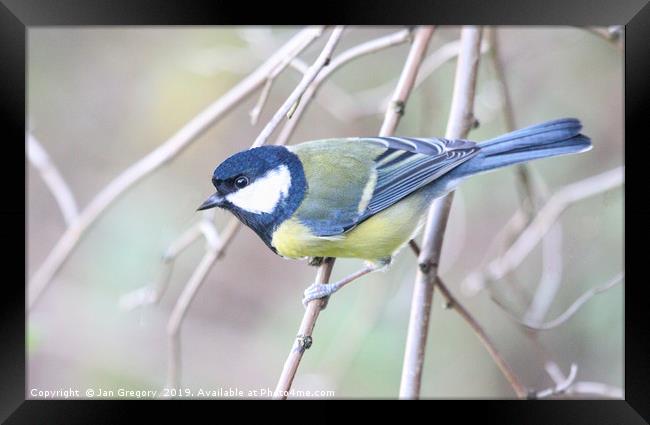 Great Tit Framed Print by Jan Gregory