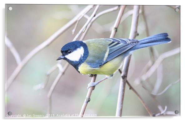 Great Tit Acrylic by Jan Gregory