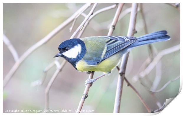 Great Tit Print by Jan Gregory