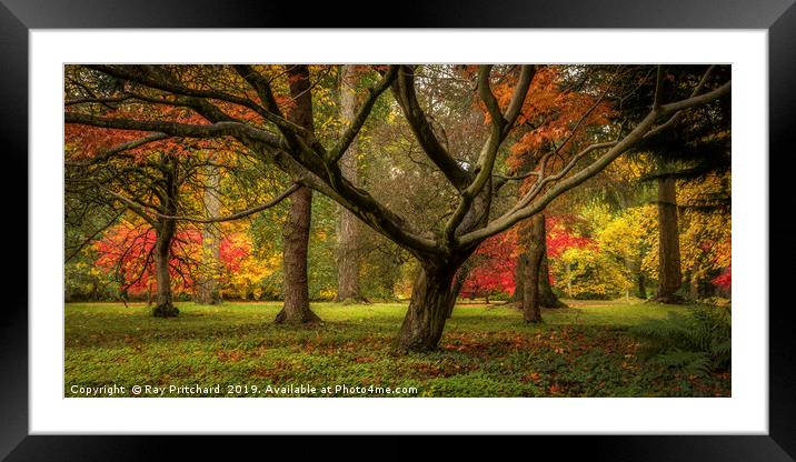 colourful Autumn Trees  Framed Mounted Print by Ray Pritchard