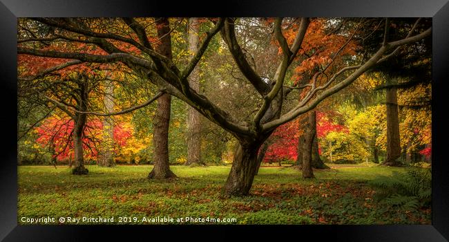colourful Autumn Trees  Framed Print by Ray Pritchard