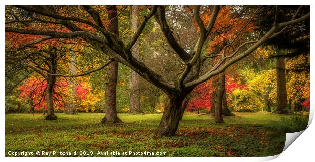 colourful Autumn Trees  Print by Ray Pritchard