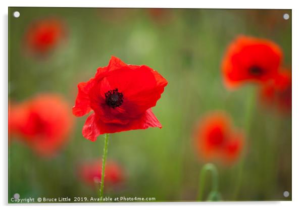 Closeup of poppy field Acrylic by Bruce Little