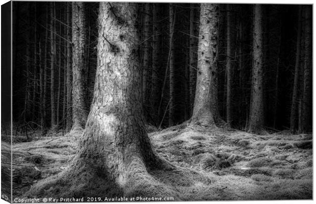 Dark Woods  Canvas Print by Ray Pritchard