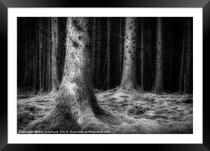 Dark Woods  Framed Mounted Print by Ray Pritchard
