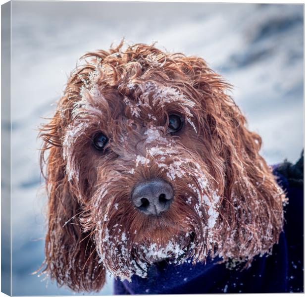 Portrait of a Cockapoo covered in snow Canvas Print by George Robertson