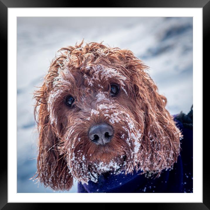 Portrait of a Cockapoo covered in snow Framed Mounted Print by George Robertson