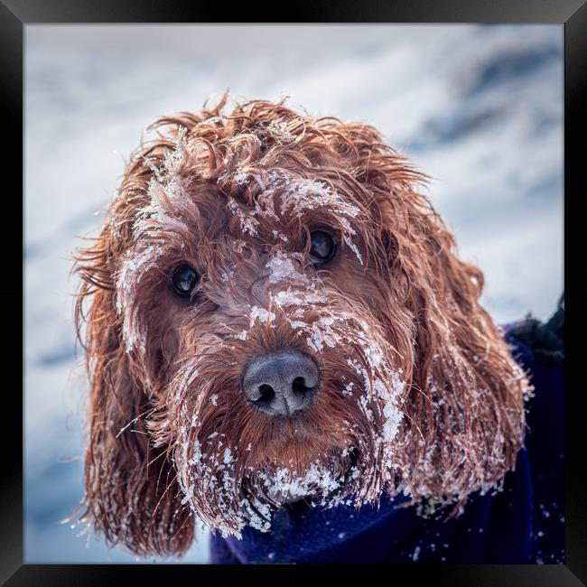 Portrait of a Cockapoo covered in snow Framed Print by George Robertson