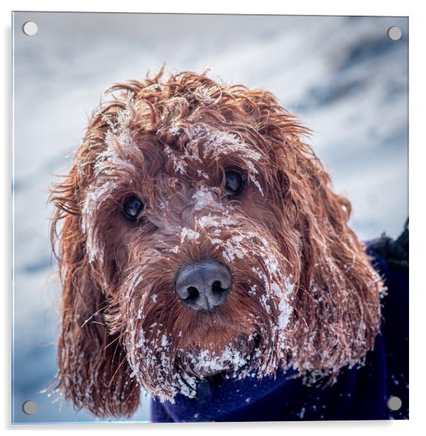 Portrait of a Cockapoo covered in snow Acrylic by George Robertson