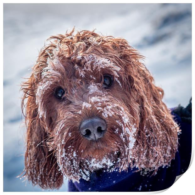 Portrait of a Cockapoo covered in snow Print by George Robertson