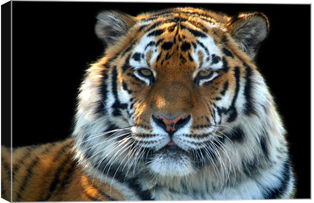 Sumatran Tiger Canvas Print by Serena Bowles