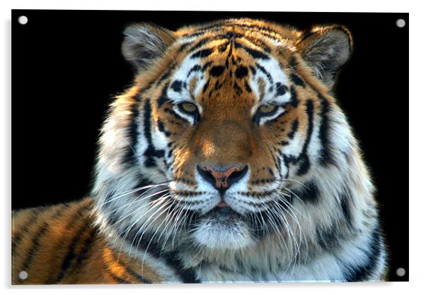 Sumatran Tiger Acrylic by Serena Bowles