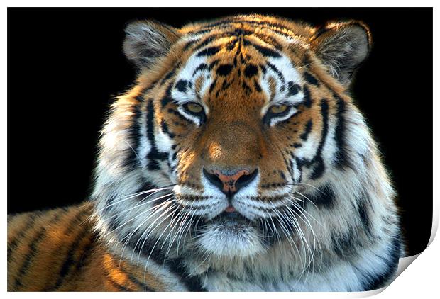Sumatran Tiger Print by Serena Bowles