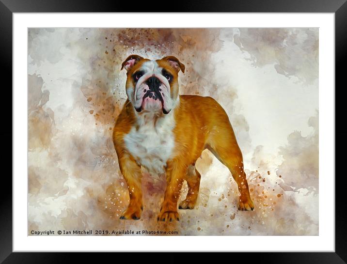 Bulldog Art Framed Mounted Print by Ian Mitchell