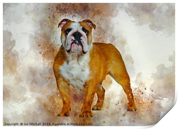 Bulldog Art Print by Ian Mitchell