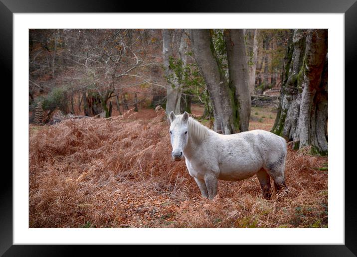 New Forest Pony Framed Mounted Print by Phil Clements