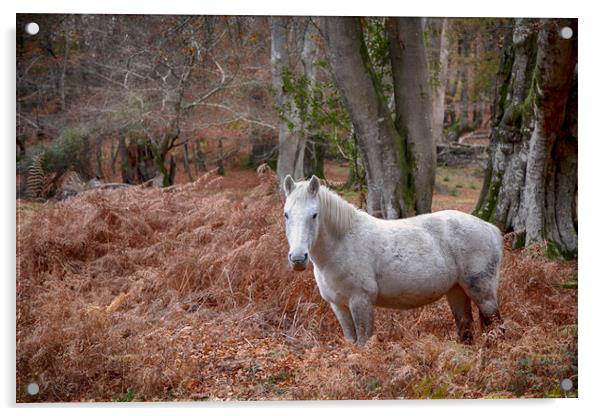 New Forest Pony Acrylic by Phil Clements