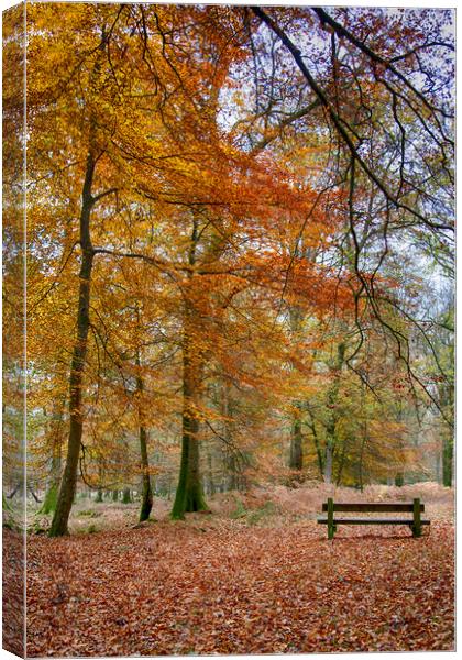 New Forest Autumn Colours Canvas Print by Phil Clements