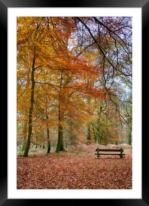 New Forest Autumn Colours Framed Mounted Print by Phil Clements