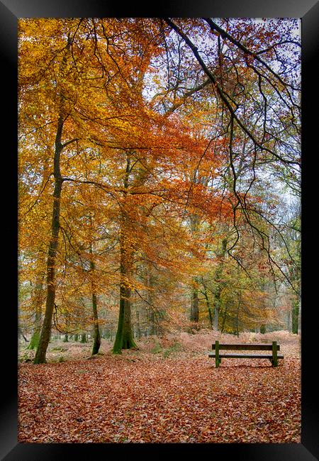 New Forest Autumn Colours Framed Print by Phil Clements
