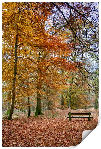 New Forest Autumn Colours Print by Phil Clements