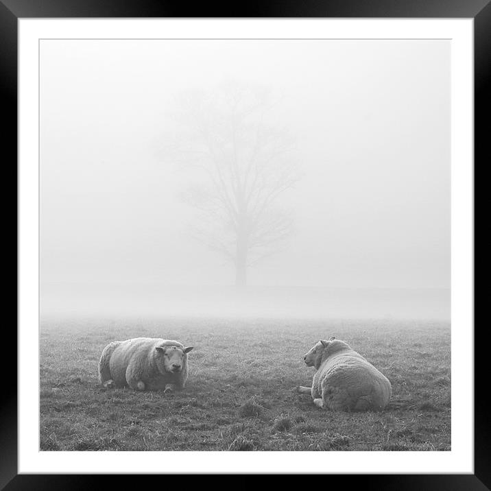 Sheep in the Fog, Wramplingham Framed Mounted Print by Dave Turner