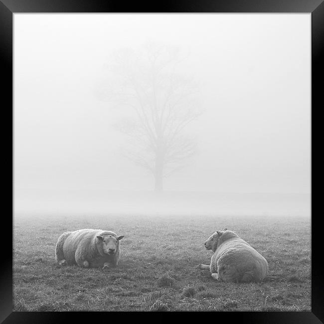 Sheep in the Fog, Wramplingham Framed Print by Dave Turner