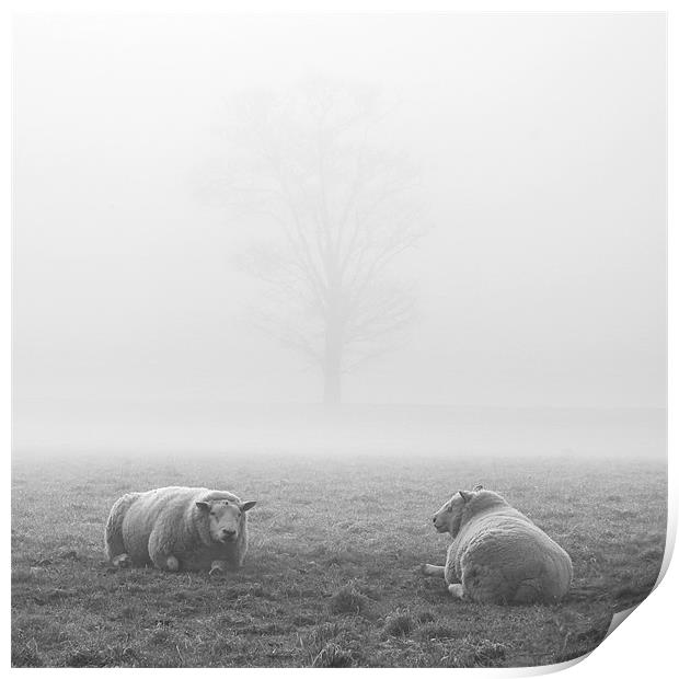 Sheep in the Fog, Wramplingham Print by Dave Turner