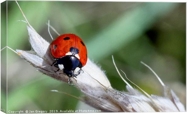 Ladybird  Canvas Print by Jan Gregory