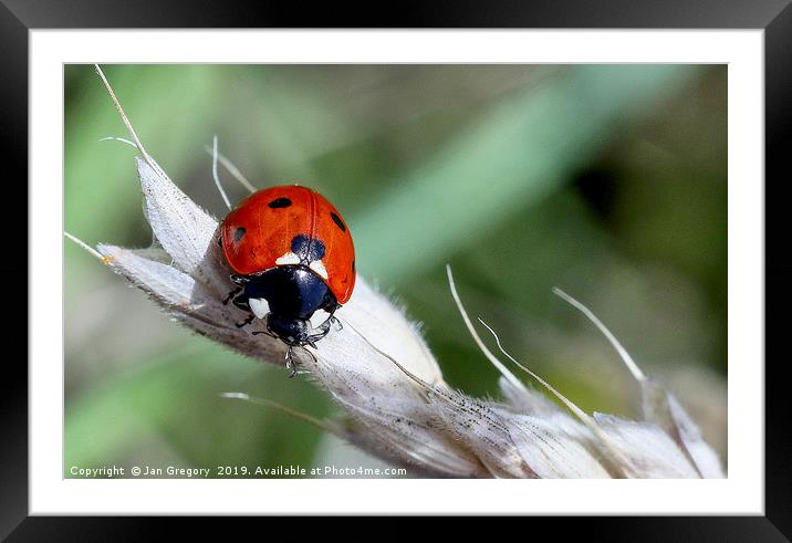 Ladybird  Framed Mounted Print by Jan Gregory